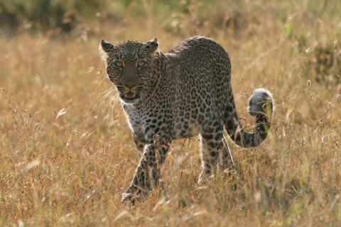 Leopard