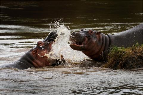 Hippos