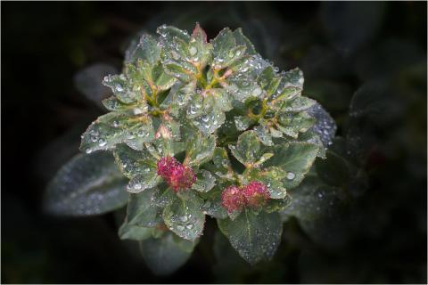 Nach dem Regen