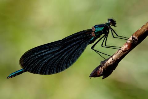 Prachtlibelle