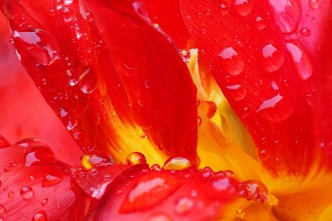 Tulpe