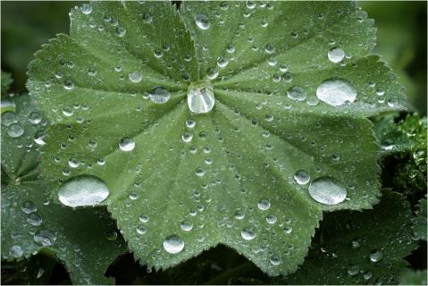 Regen