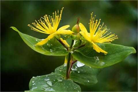In voller Blüte