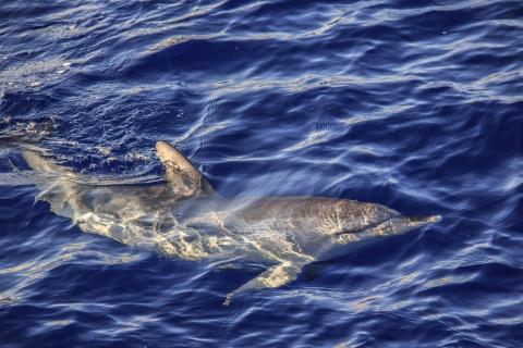 Delfin vor der Küste Madeiras
