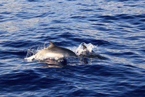 Delfine vor der Küste Madeiras