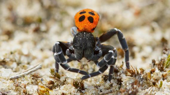 Ringelfüßige Röhrenspinne in Abwehrhaltung