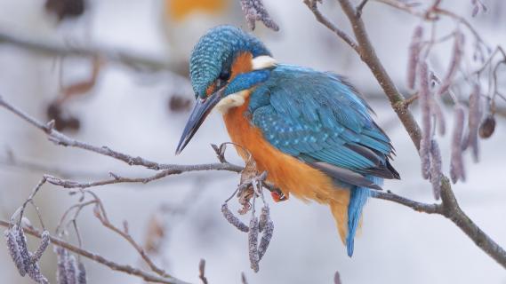 Eisvogel bei -10° Grad
