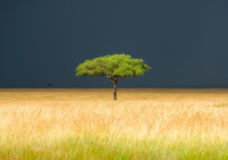 Masai Mara Baum