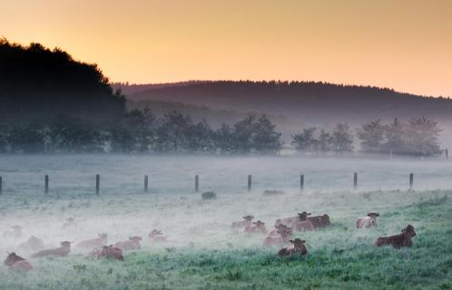 Morgenruhe