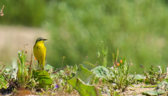 The Yellow in green