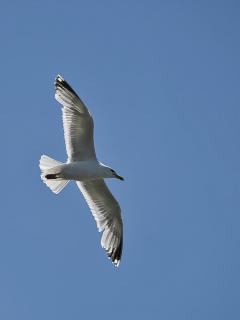  DSC0243 b