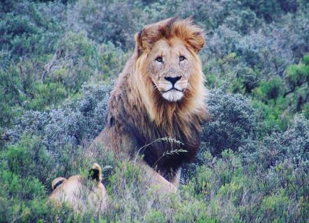 King of the bush