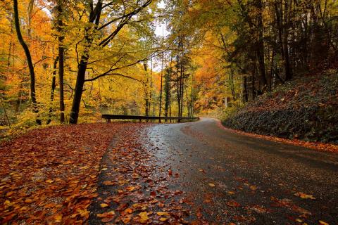 Straße in den Herbst