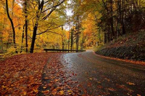 Straße in den Herbst