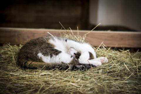 Katze schläft