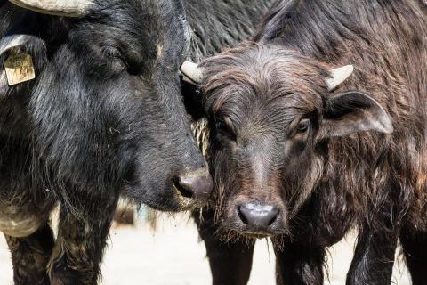 Hauswasserbüffelmutter mit Kalb