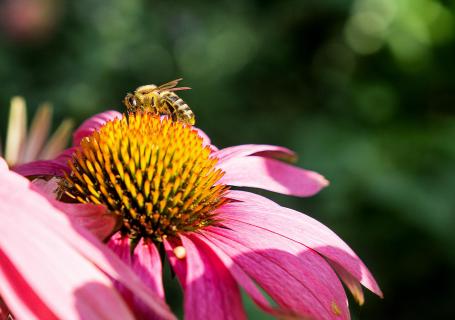 Bee 2