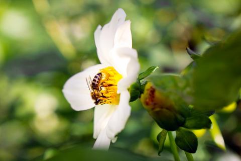 Bee 1