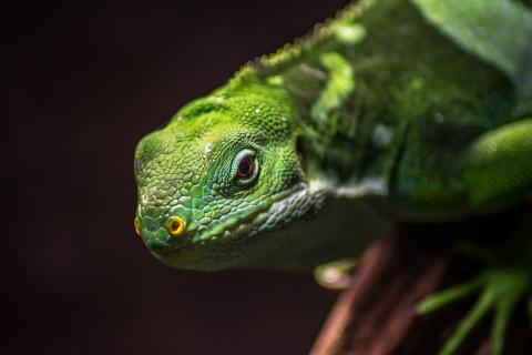 Reptil beim Sonnenbad