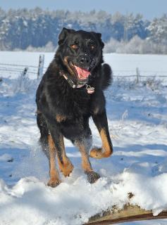 12_Fotografieren-Sie-Ein-Haustier_regina_schiewe