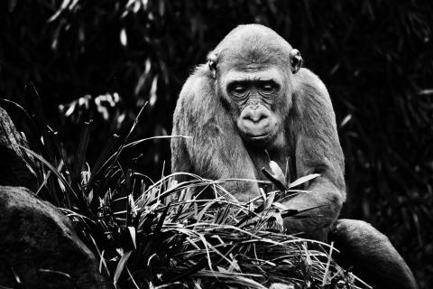 Gorilla auf Futtersuche