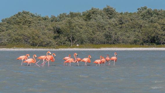 Cuba Flamingos