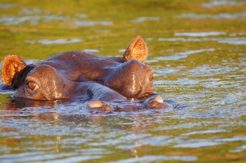 Nilpferd Okavango