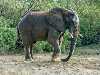stampfender Elefant