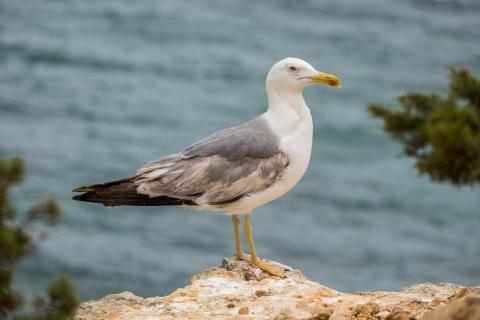 Möwe mit Ausblick