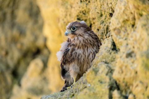 Nestflüchtling Turmfalke