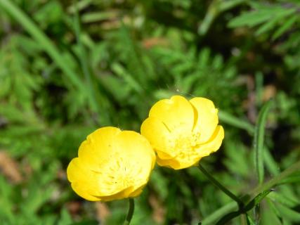 Butterblümchen