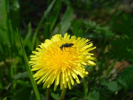 Löwenzahn mit Käfer