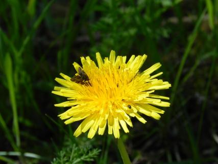 Löwenzahn mit Motte und Käfer