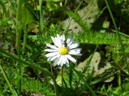 Gänseblümchen mit Fliege