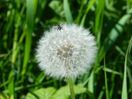 Pusteblume mit Fliege