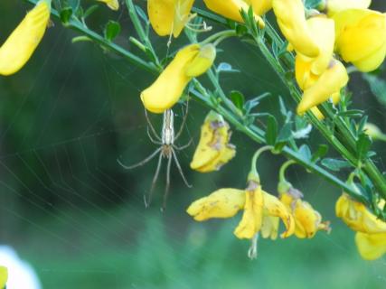 Ginster mit Spinne