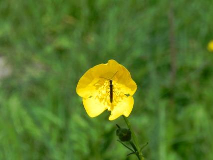 Käfer auf Butterblume