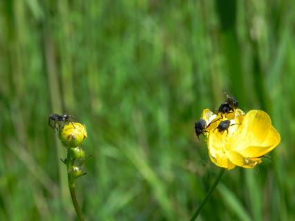 Spinne und Käfer auf Butterblume