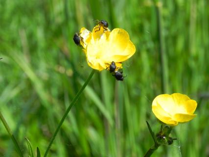 Käfer auf Butterblume