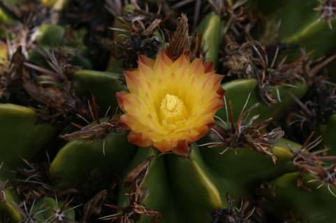 Kaktus auf Gran Canaria