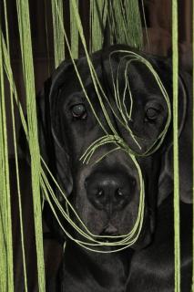 kajanoImVorhangPortrait