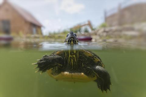 Kroete halbtauchen im Teich (1)