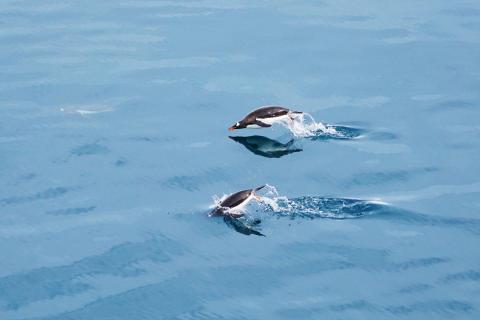 Pinguine 2