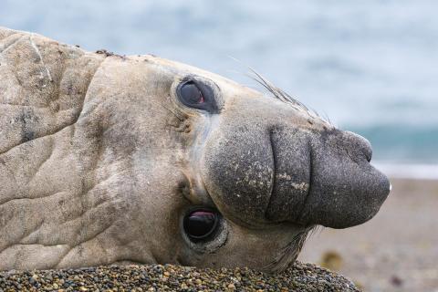 Aug in Auge mit einem kampferprobten Seeelefanten