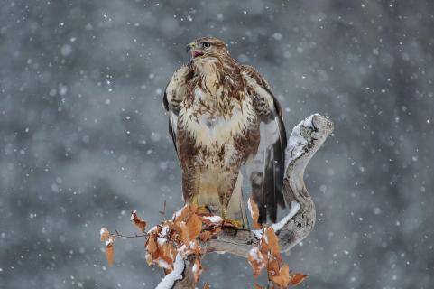 Bussard im Schnee