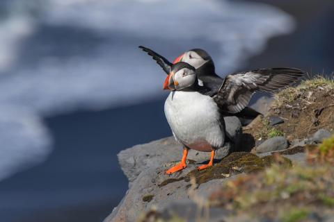 Papageientaucher