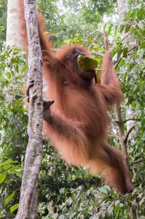 Orang Utan im Dschungel auf Sumatra