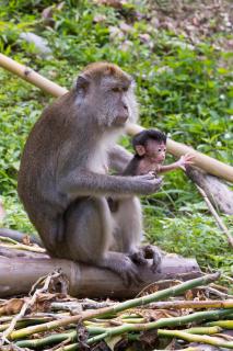 Long Tail Makake mit Baby auf Sumatra