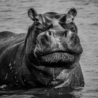 20151102 100 Hippo