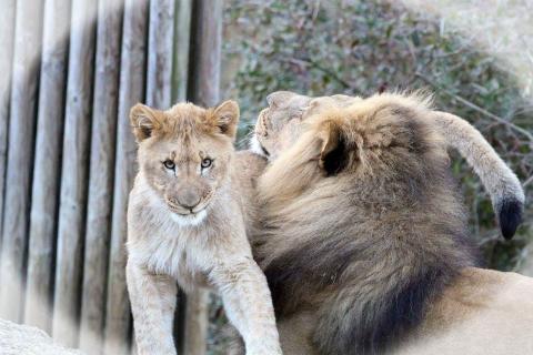 Löwenvater und Sohn